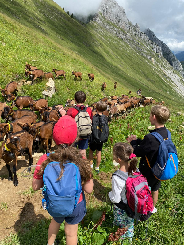 un groupe d'enfants en randonnée en train de regarder passer un troupeau de chèvres