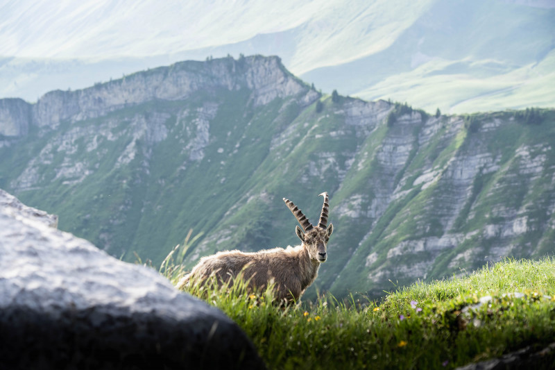 Rando à la rencontre des bouquetins
