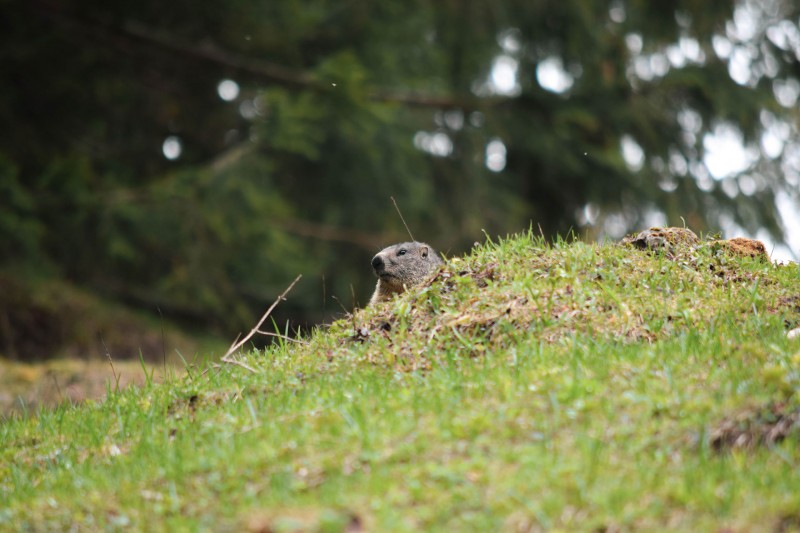 la marmotte au Grand-Bornand