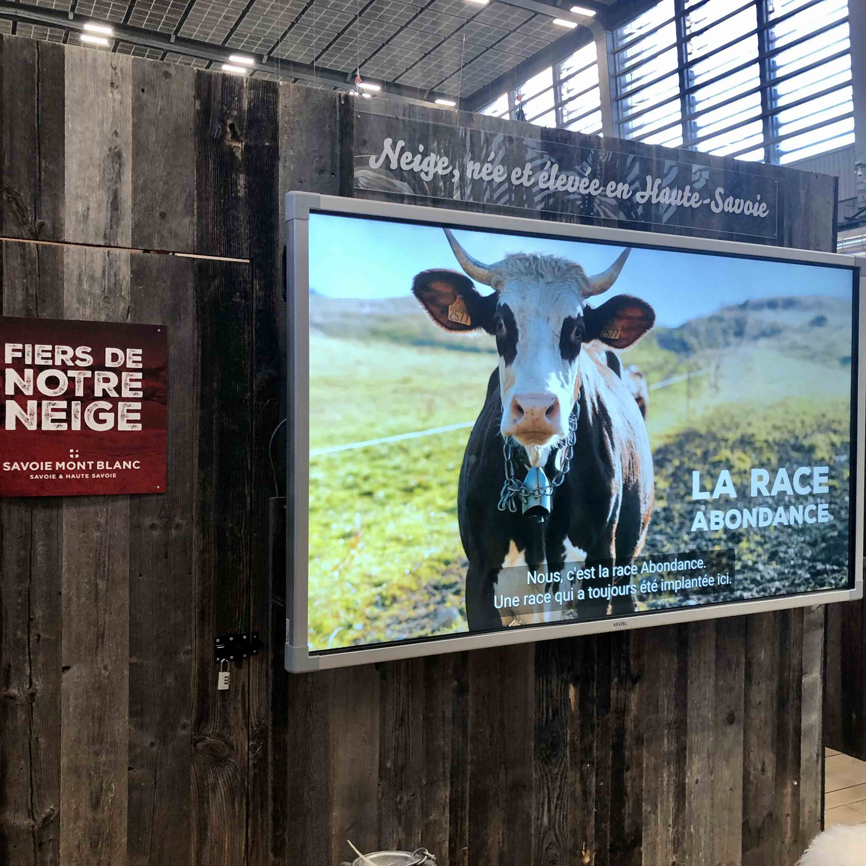 La vache «Neige» devient l'égérie du prochain Salon de l'agriculture - Le  Parisien