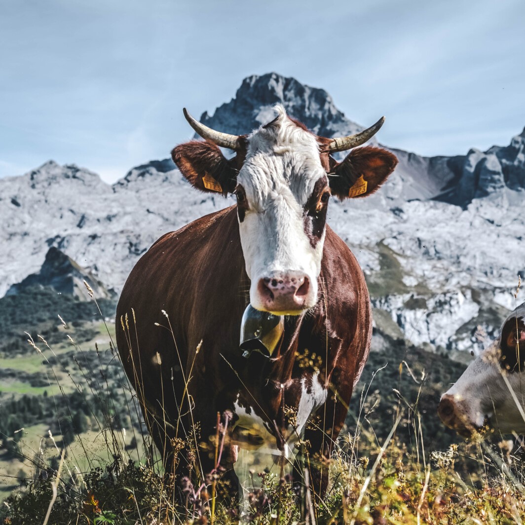 Vache devant la Pointe Percée - © C.Chabod