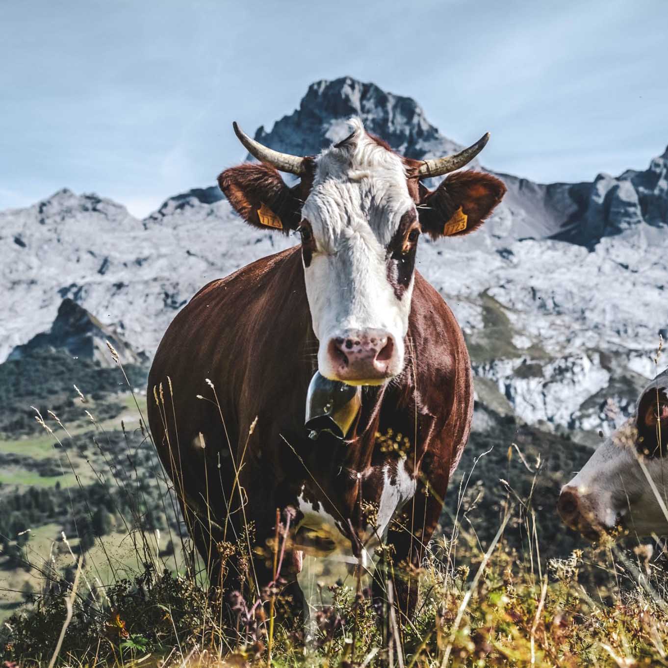 vache et pointe Percée - © C. Chabod